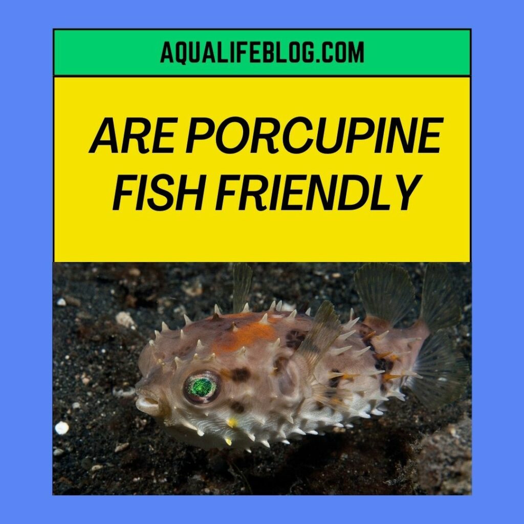 Are Porcupine Fish Friendly