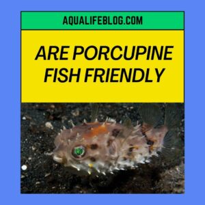 Are Porcupine Fish Friendly