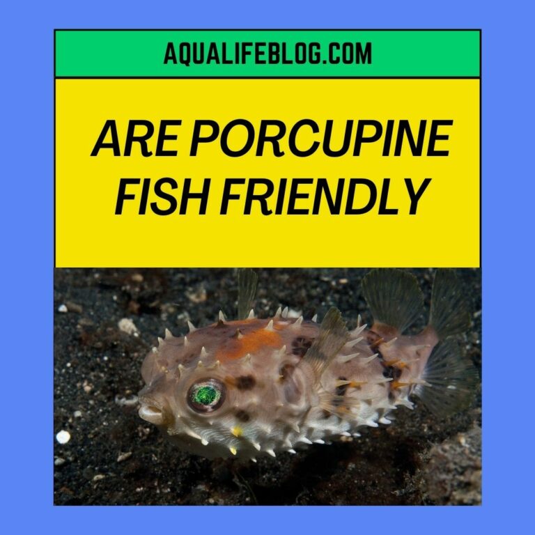 Are Porcupine Fish Friendly?