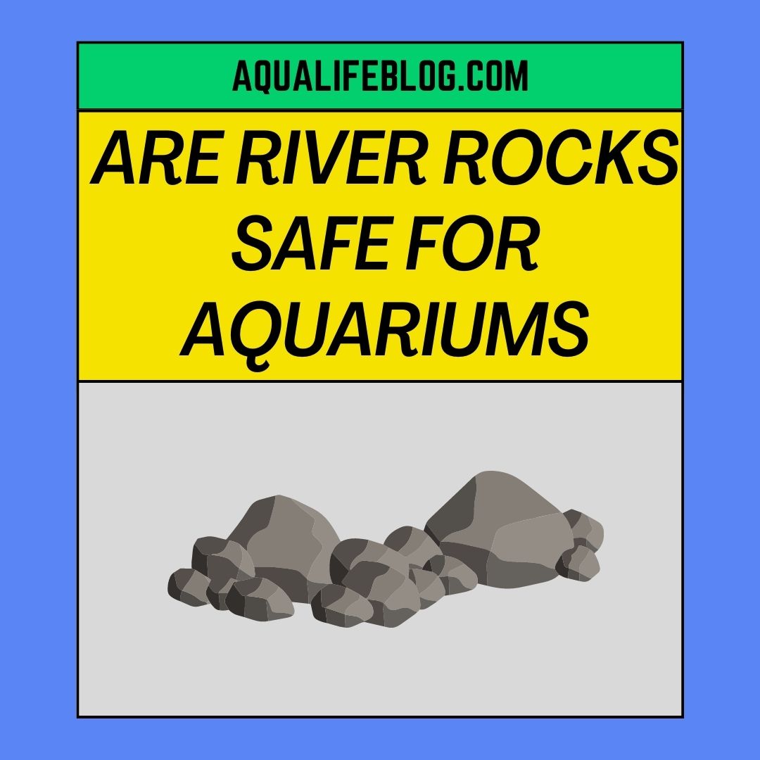 What Kind Of Rock Is Safe For Aquariums At Debi Graves Blog