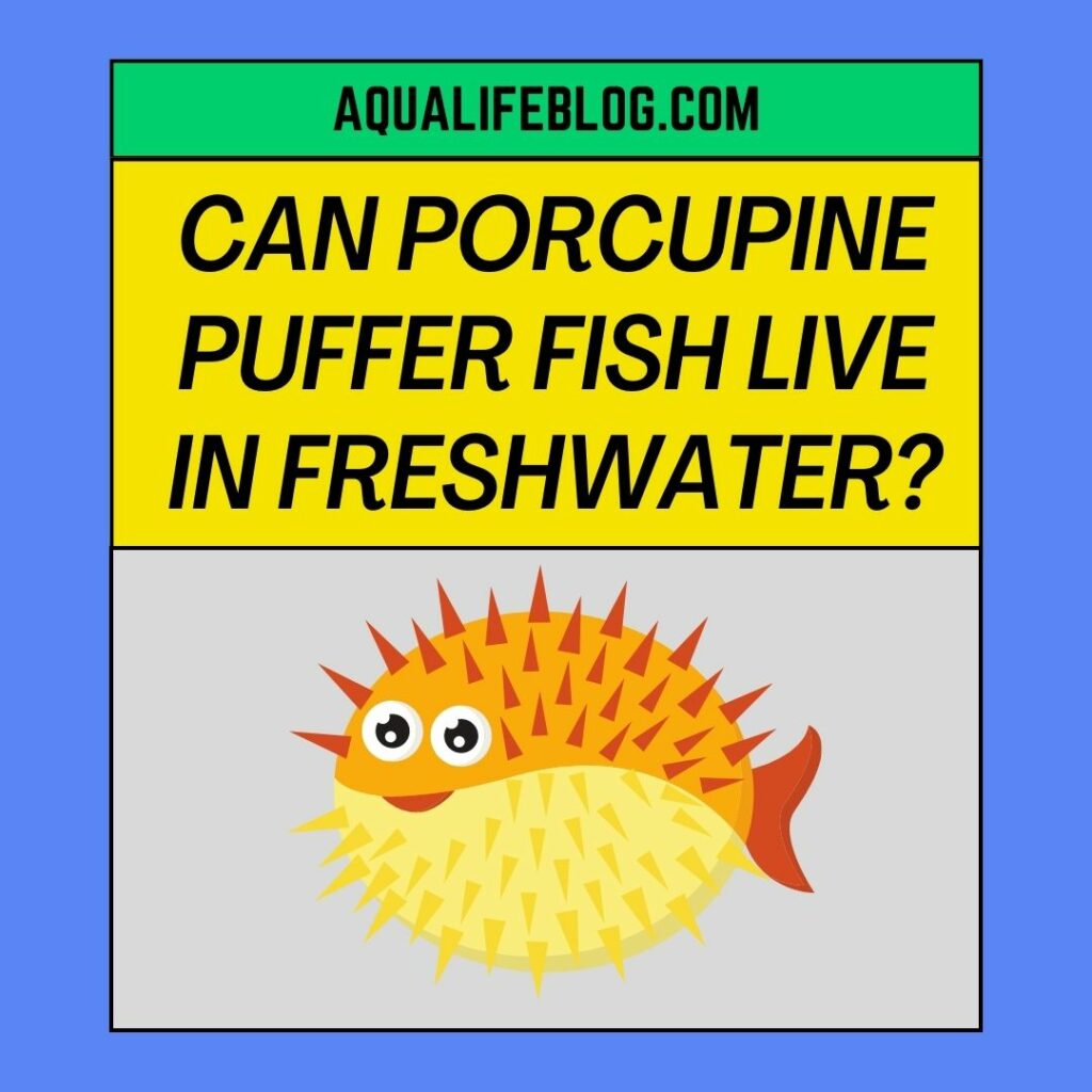 Can Porcupine Puffer Fish Live In Freshwater?