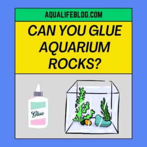 Can You Glue Aquarium Rocks Together