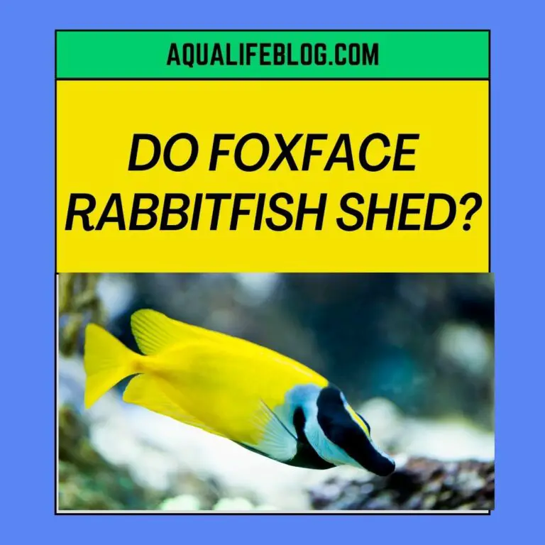 Do Foxface Rabbitfish Shed?