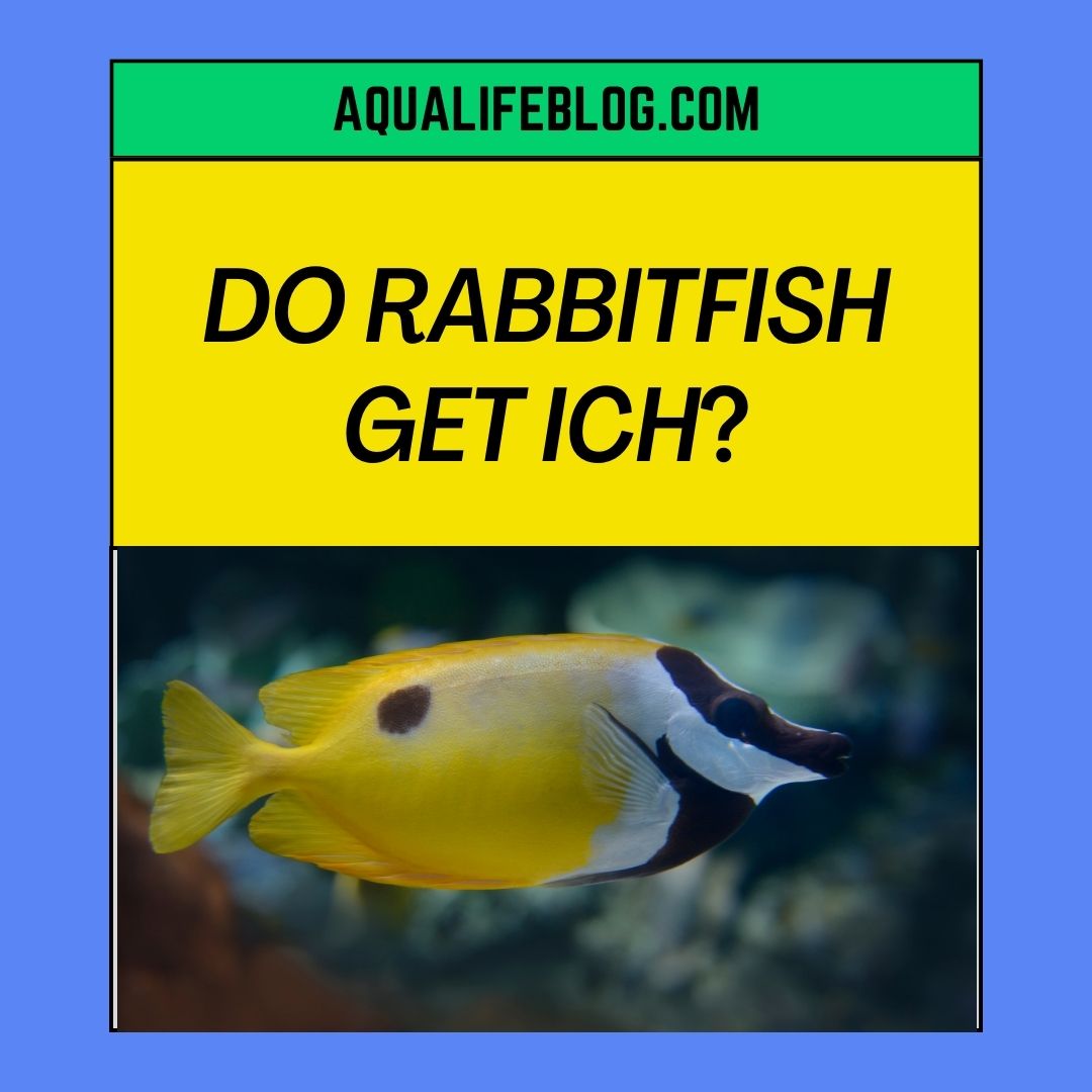 Do Rabbitfish Get Ich? Are Foxface prone to ich? - Aqualife