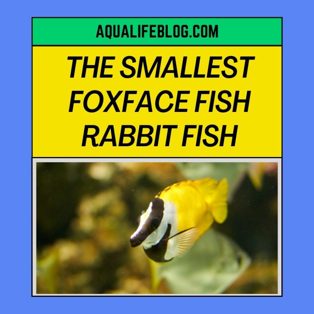 Smallest Foxface Fish