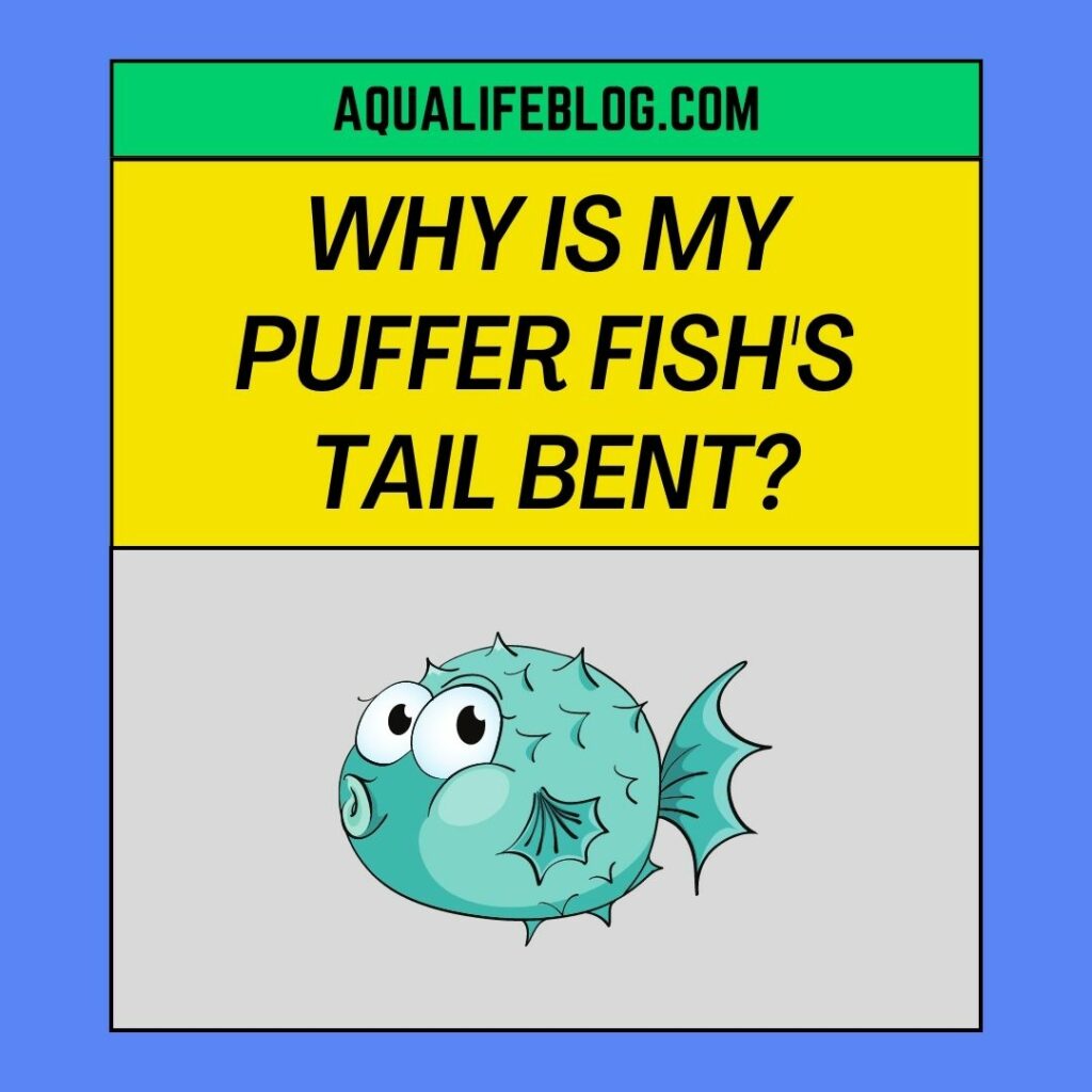 Why Is My Puffer Fish's Tail Bent