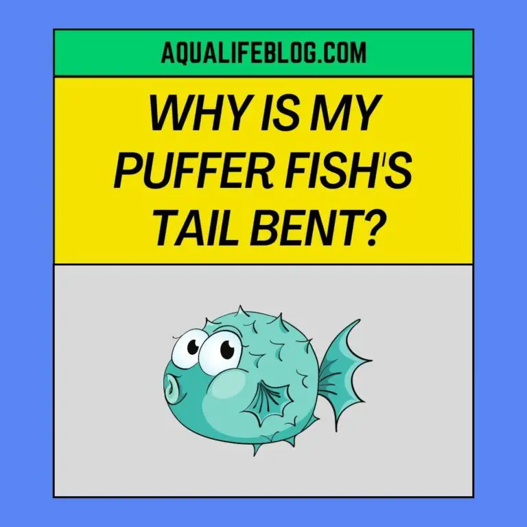 Why Is My Puffer Fish’s Tail Bent?