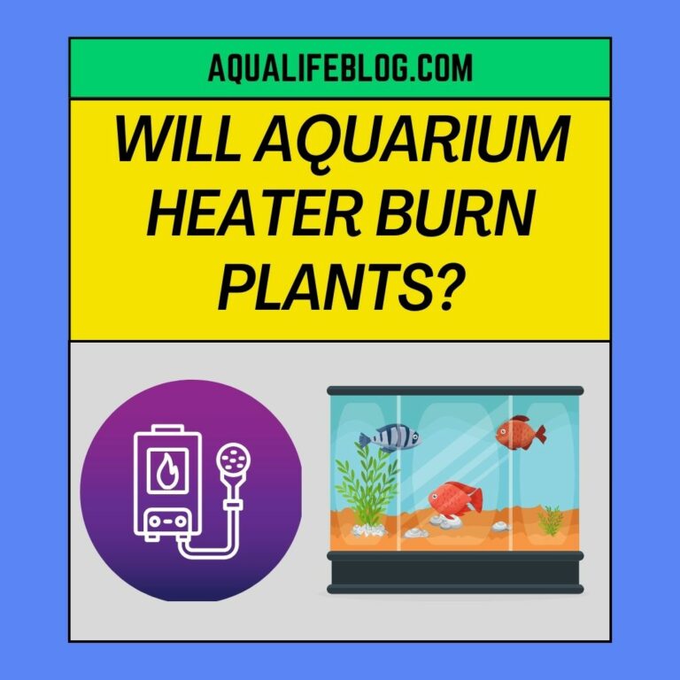 Will Aquarium Heater Burn Plants?