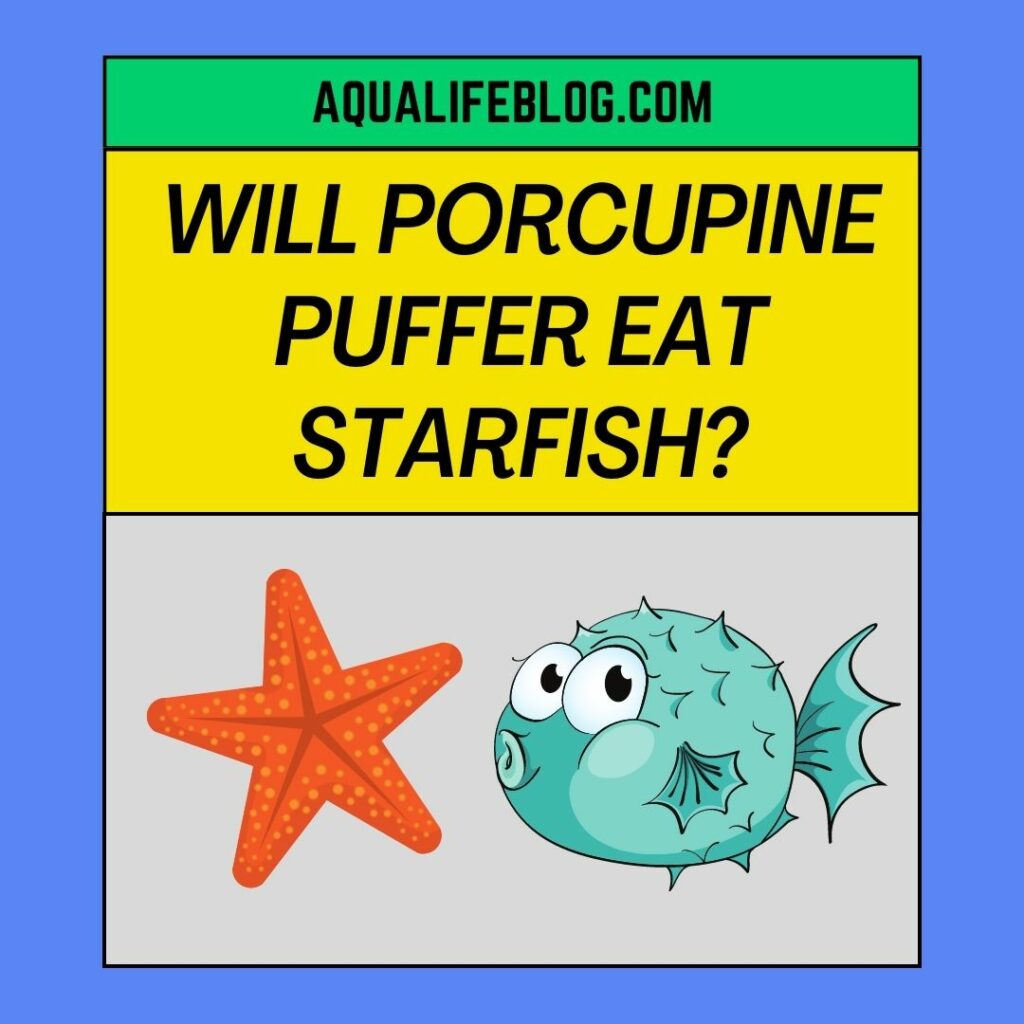 Will Porcupine Puffer Eat Starfish