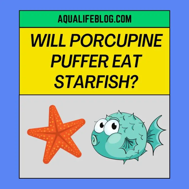 Will Porcupine Puffer Eat Starfish?