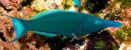 Will bird Wrasse eat Cleaner Shrimp? 