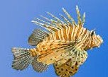 Can lionfish change color