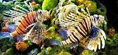 Can two Lionfish live together? 