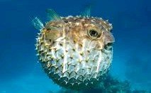 Why is my Puffer fish breathing hard