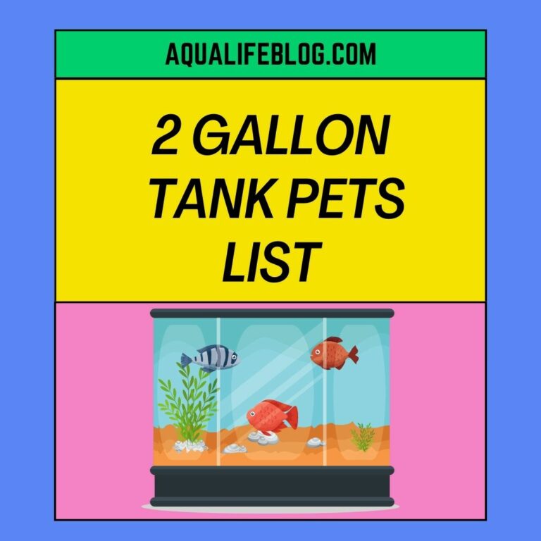 2 Gallon Tank Pets: Which Aquarium animals can live in a 2 gallon tank?
