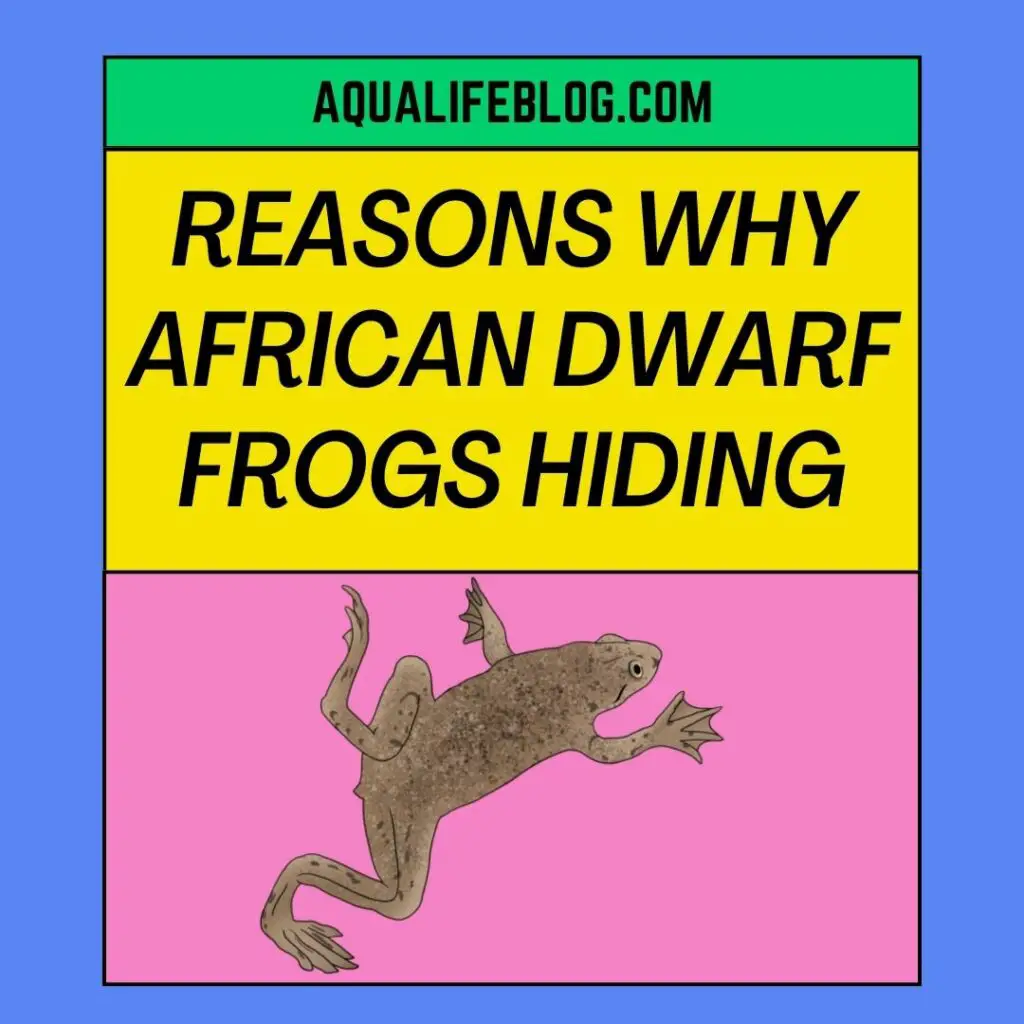 Why African Dwarf Frogs Hiding