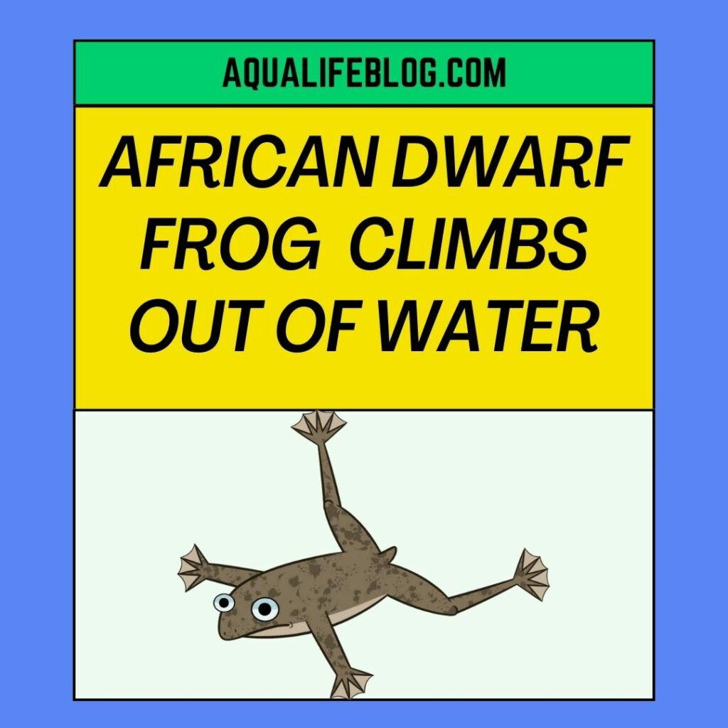 African Dwarf frog is climbing out of water