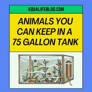 Animals You Can Keep In A 75 Gallon Tank