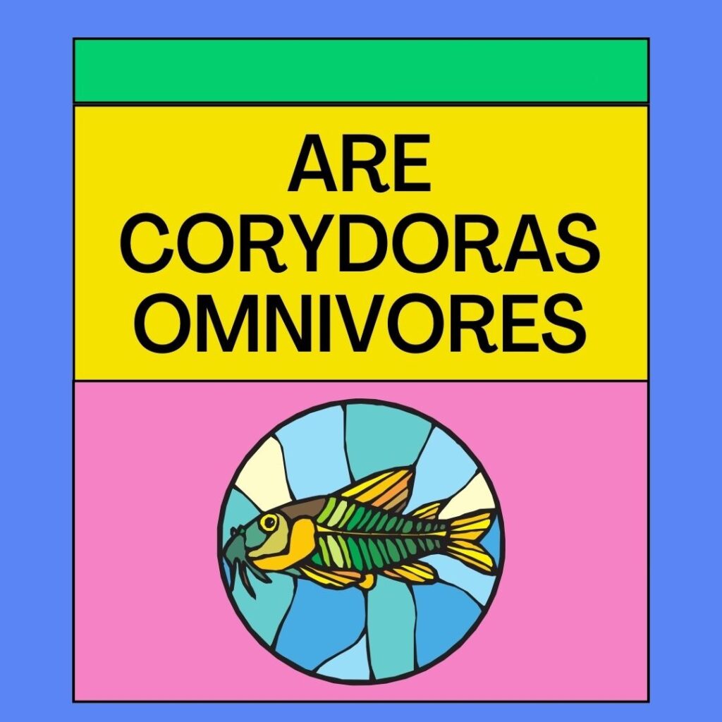 Are Corydoras Omnivores