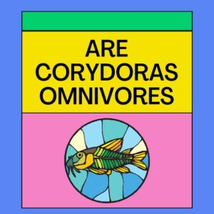 Are Corydoras Omnivores