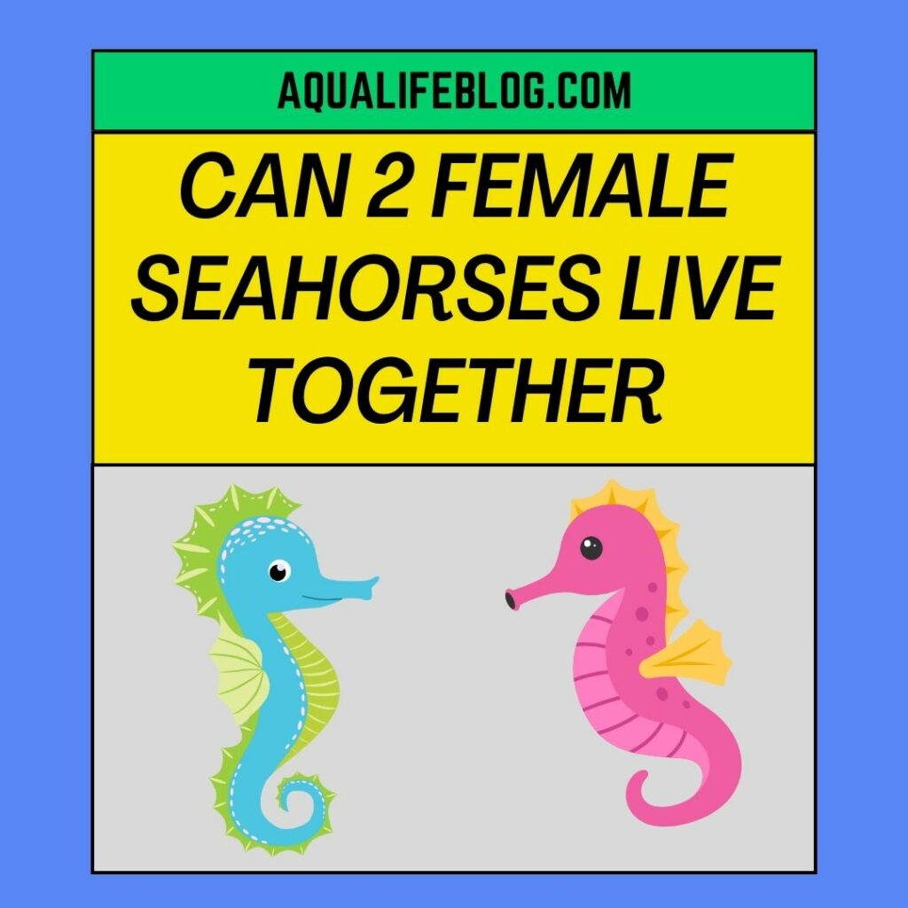 Can 2 Female Seahorses Live Together