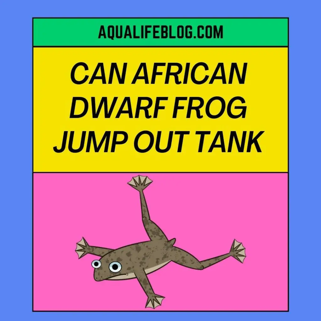 Can African Dwarf Frog Jump out of the Tank