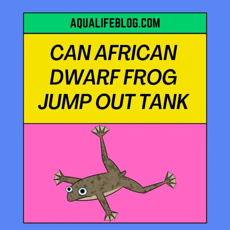 Can African Dwarf Frog Jump Out Of The Tank? 8 Reasons Why They Will