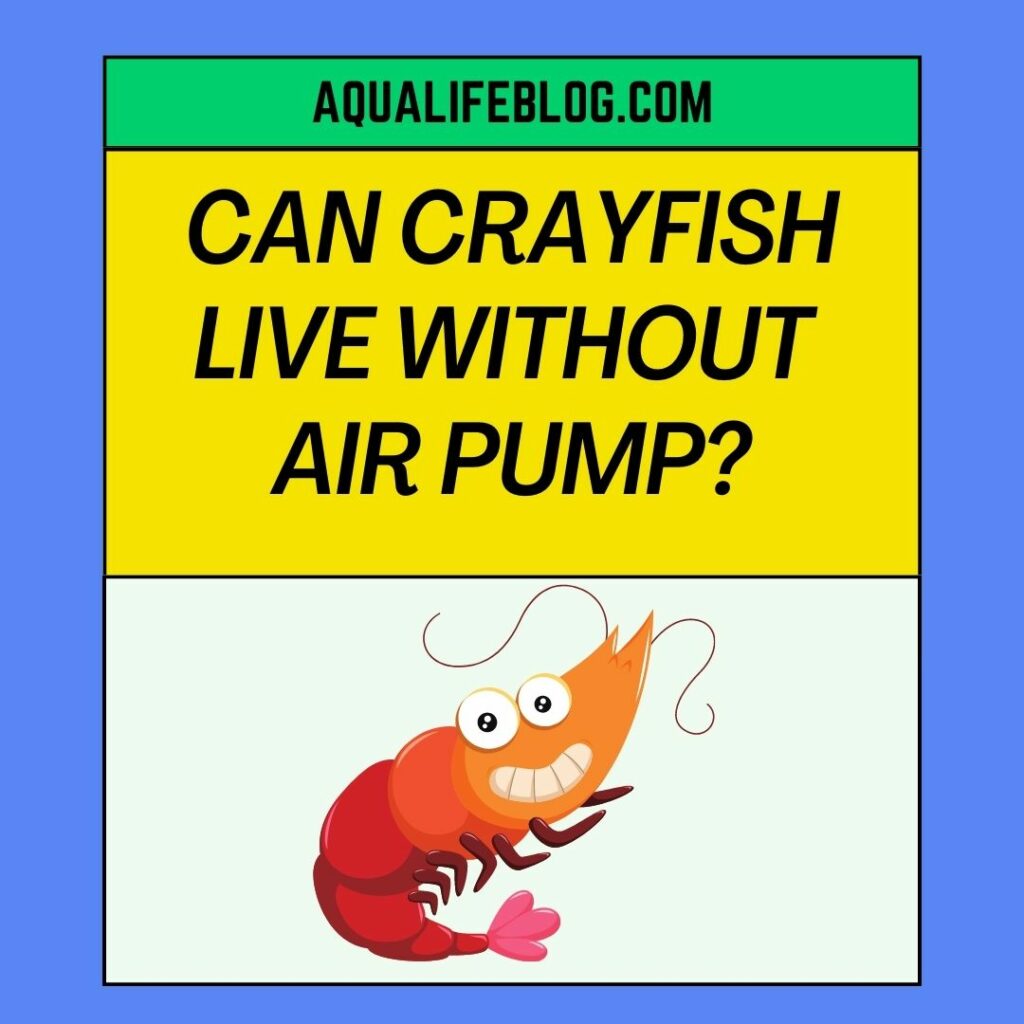 Can Crayfish Live Without  Air Pump