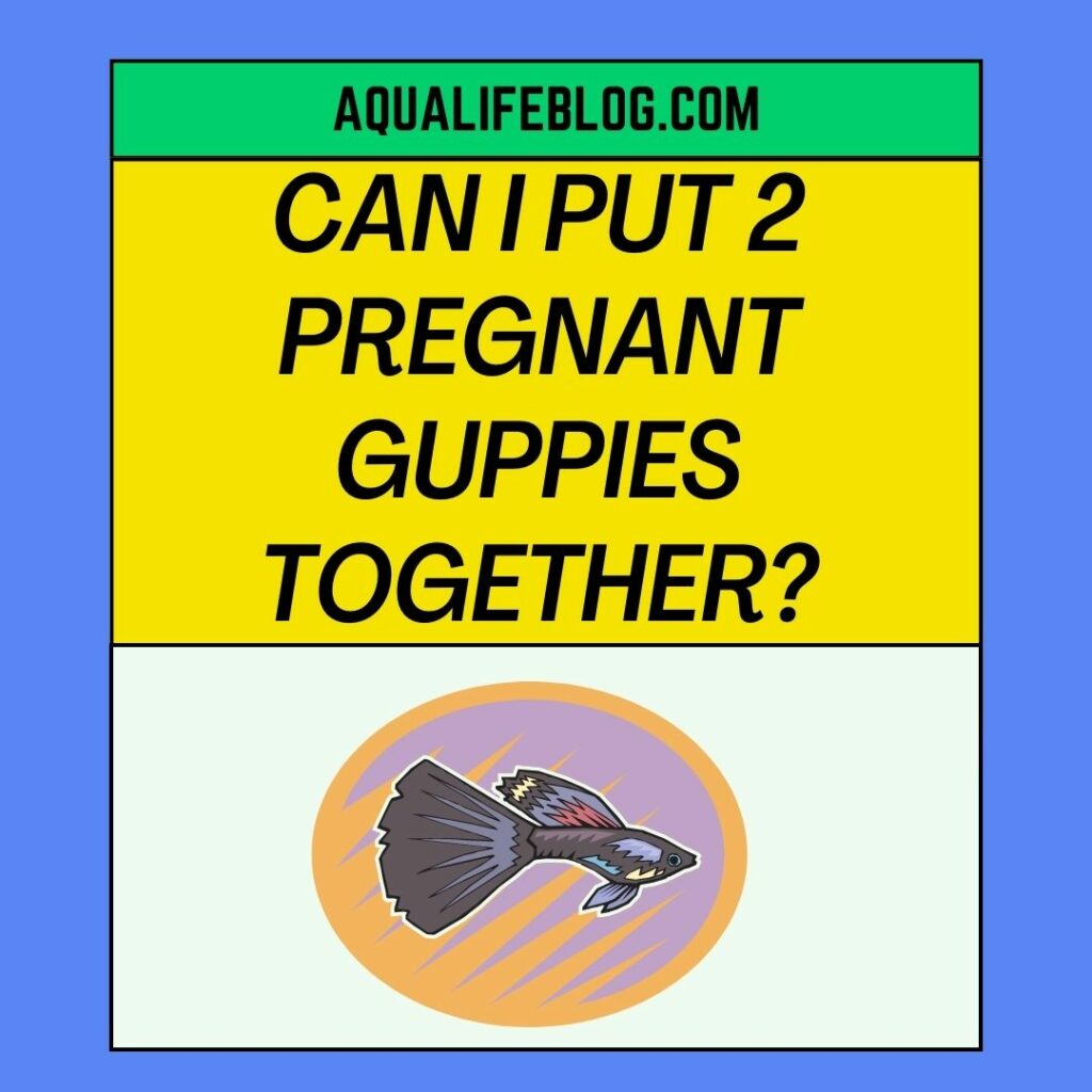 Can I Put 2 Pregnant Guppies Together