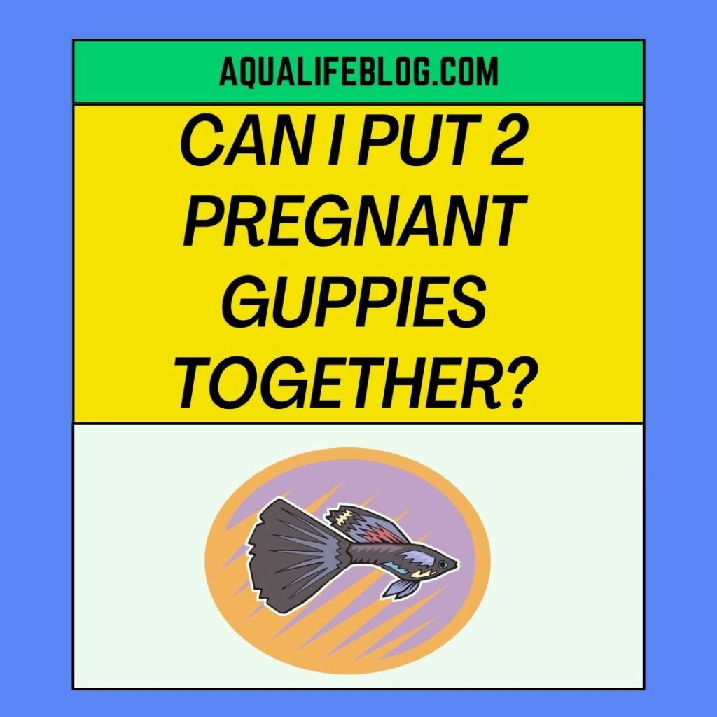 Can I Put 2 Pregnant Guppies Together Aqualife