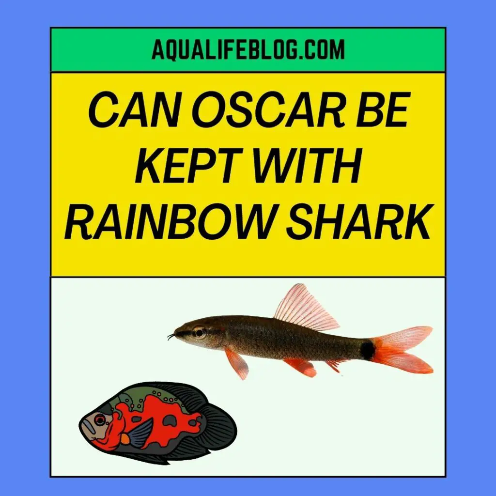 Can Oscar be Kept with Rainbow Shark?