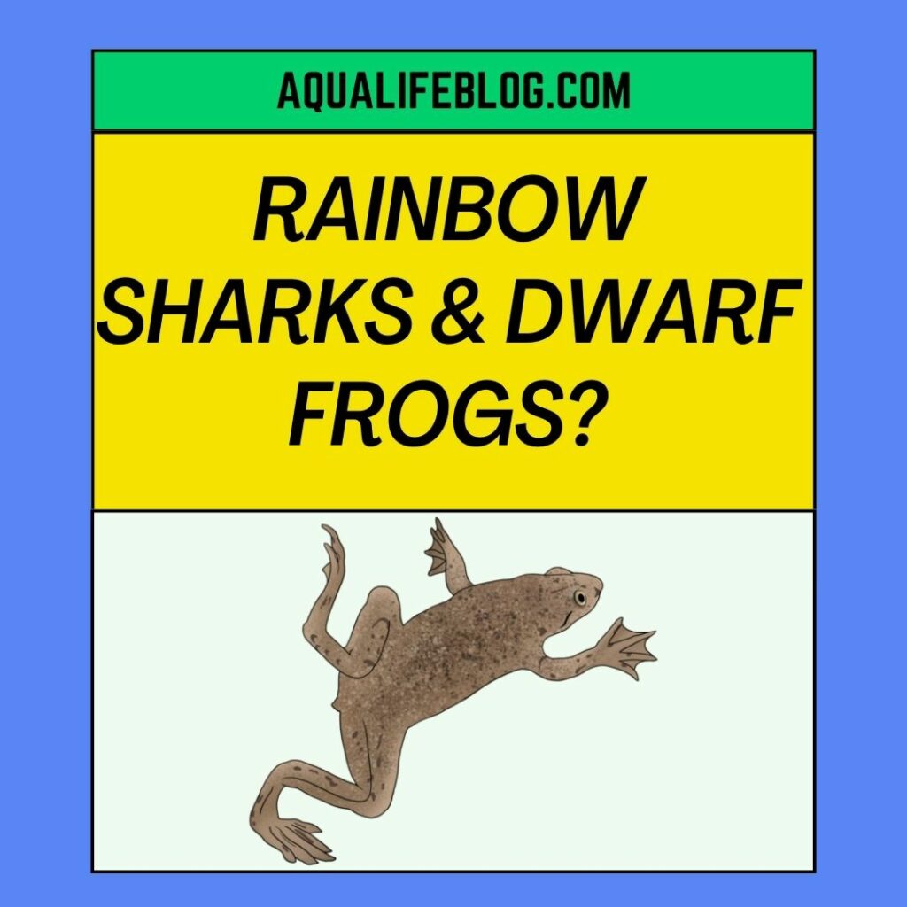 Can Rainbow Sharks Live with African Dwarf Frogs