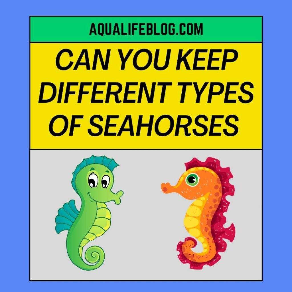 Keep Different Types Of Seahorses Together