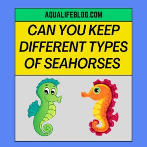 Keep Different Types Of Seahorses Together