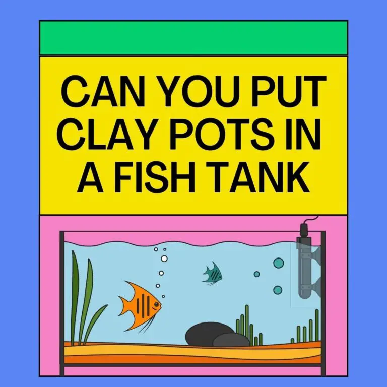 Can You Put Clay Pots In A Fish Tank? Answered!