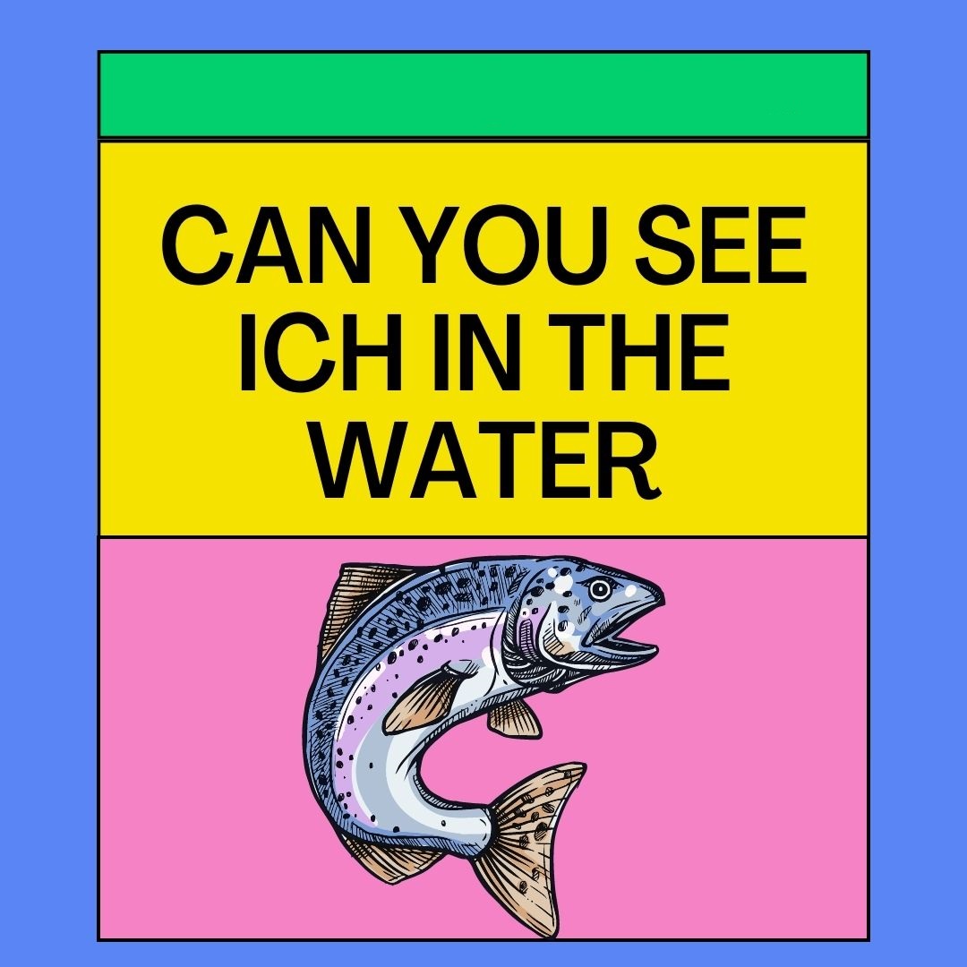 can-you-see-ich-in-the-water-apply-the-right-treatment-aqualife