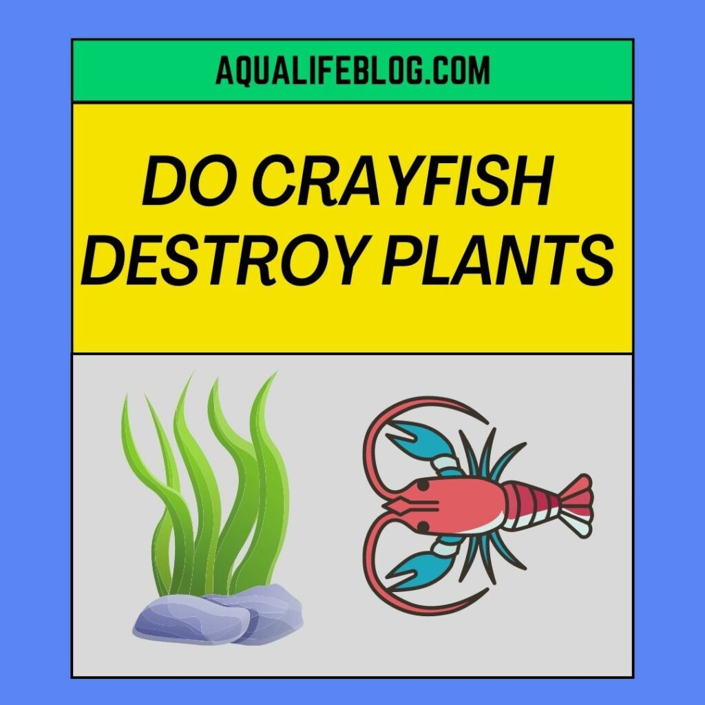 Do Crayfish Destroy Plants