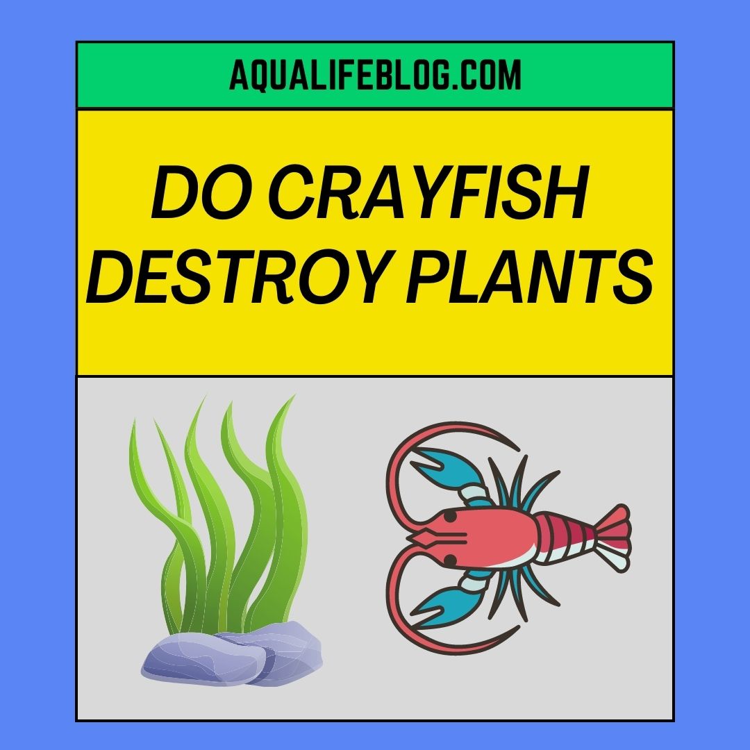 do-crayfish-destroy-plants-aqualife