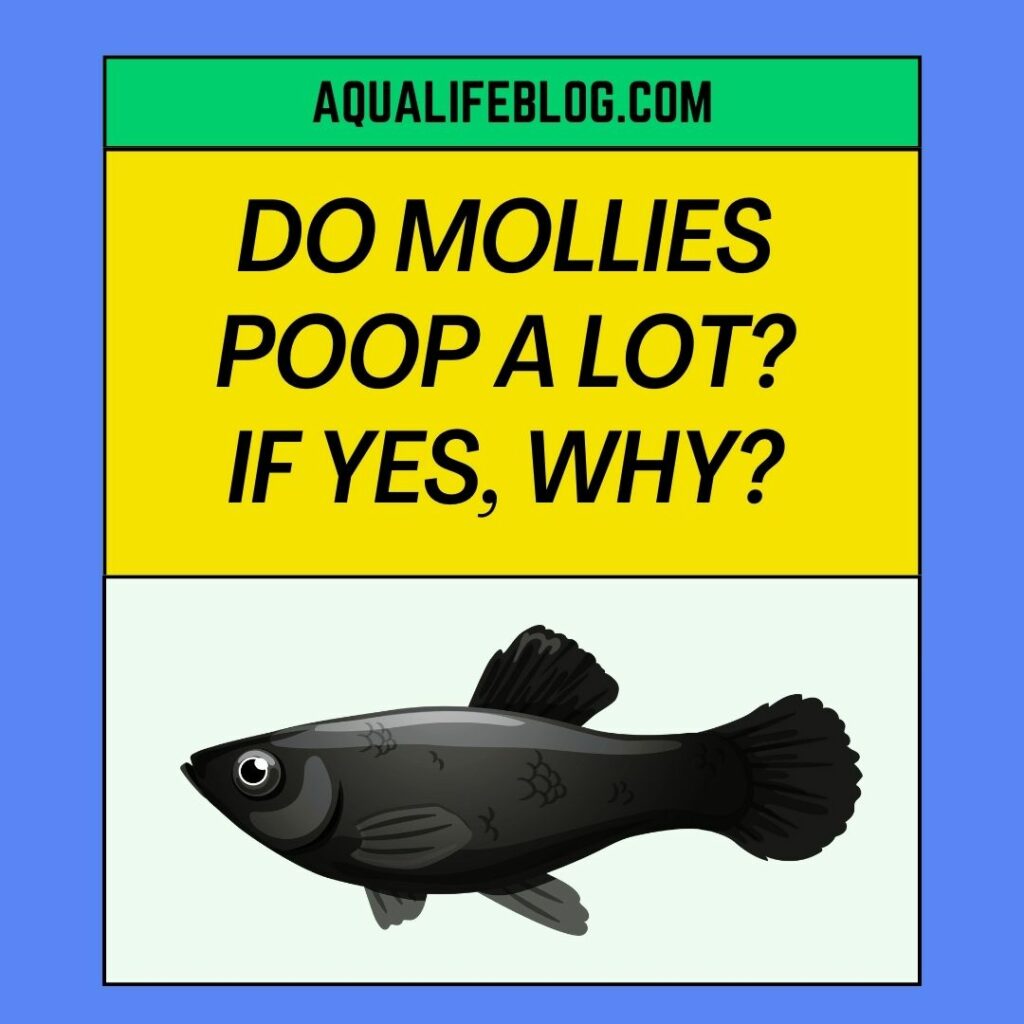 Do Mollies Poop A Lot