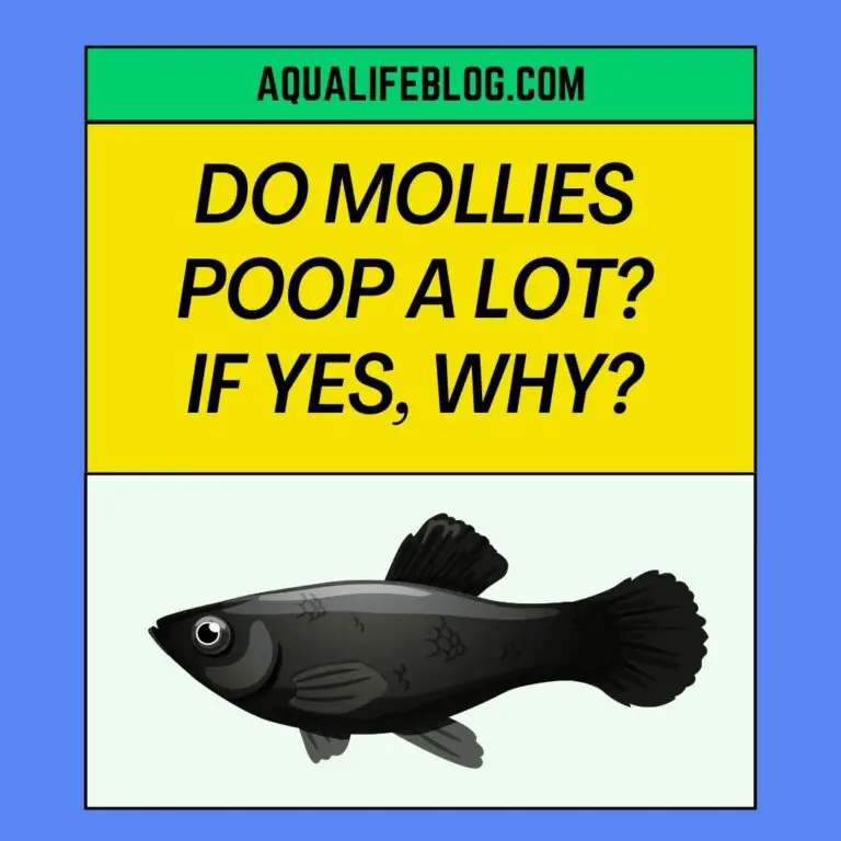 Do Mollies Poop A Lot? (Why Is Mine Pooping So Much?)