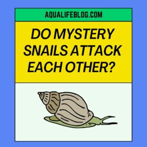 Do Mystery Snails Attack Each other