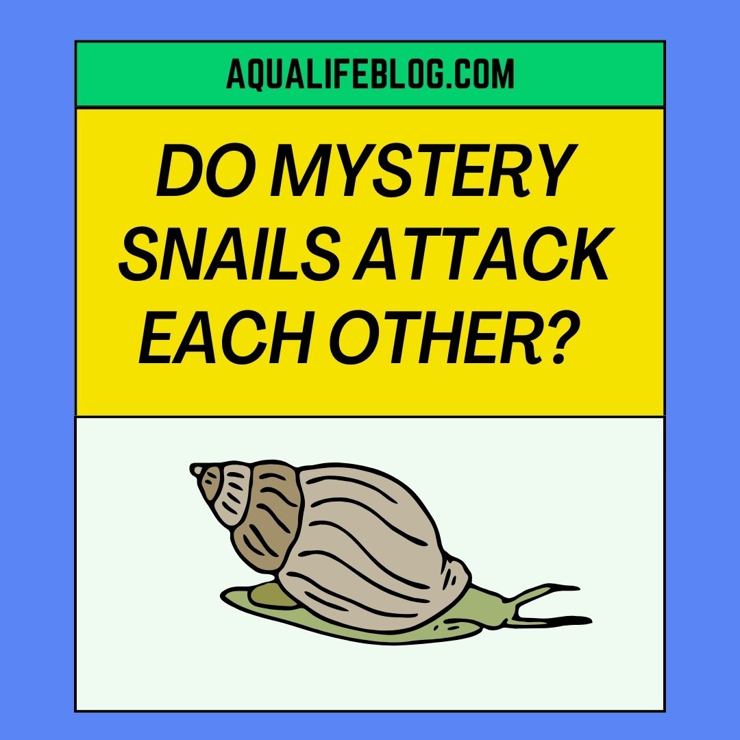 do-mystery-snails-attack-each-other-7-things-to-know-aqualife