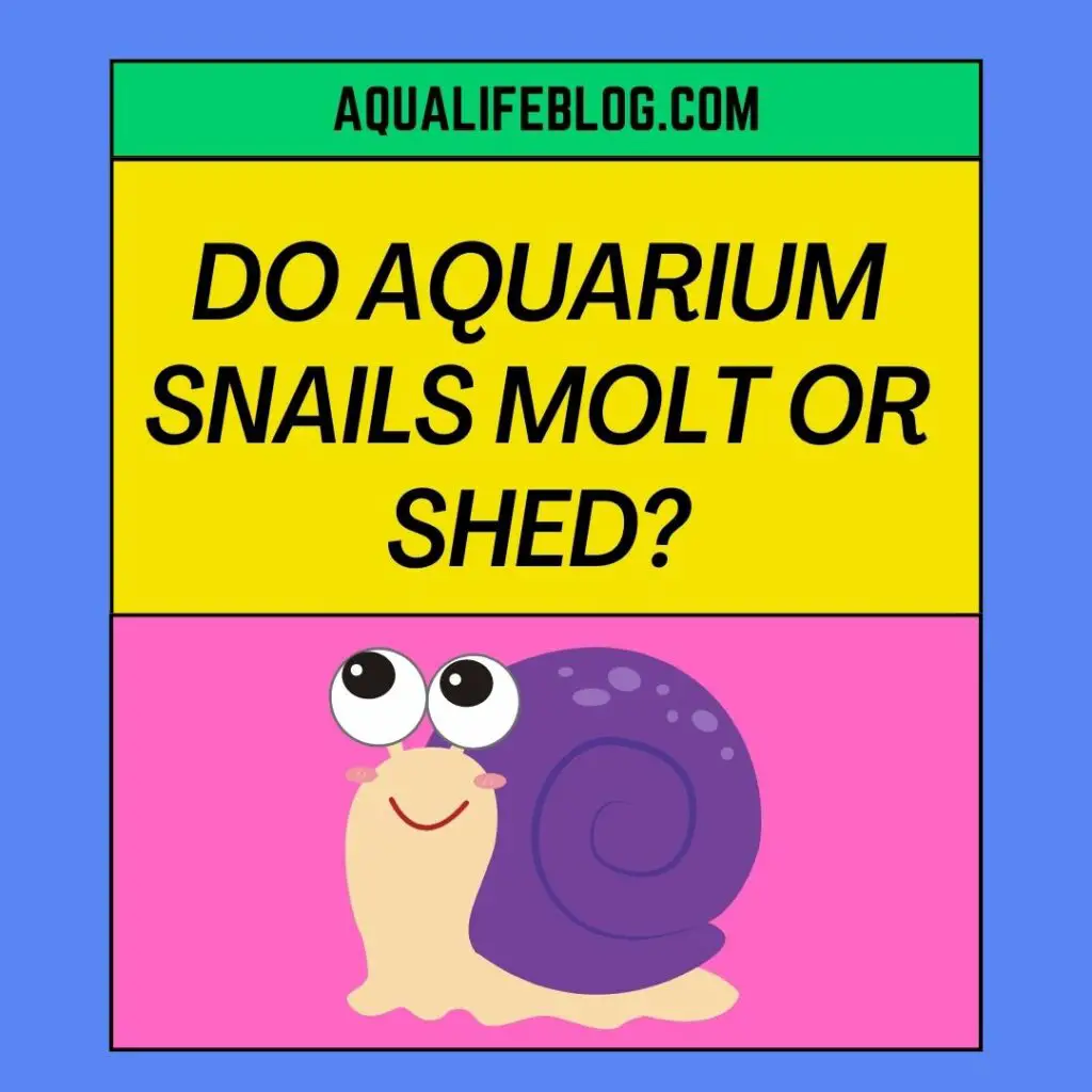 Can aquarium snails shed