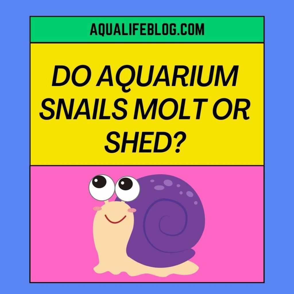 Do Aquarium Snails Molt