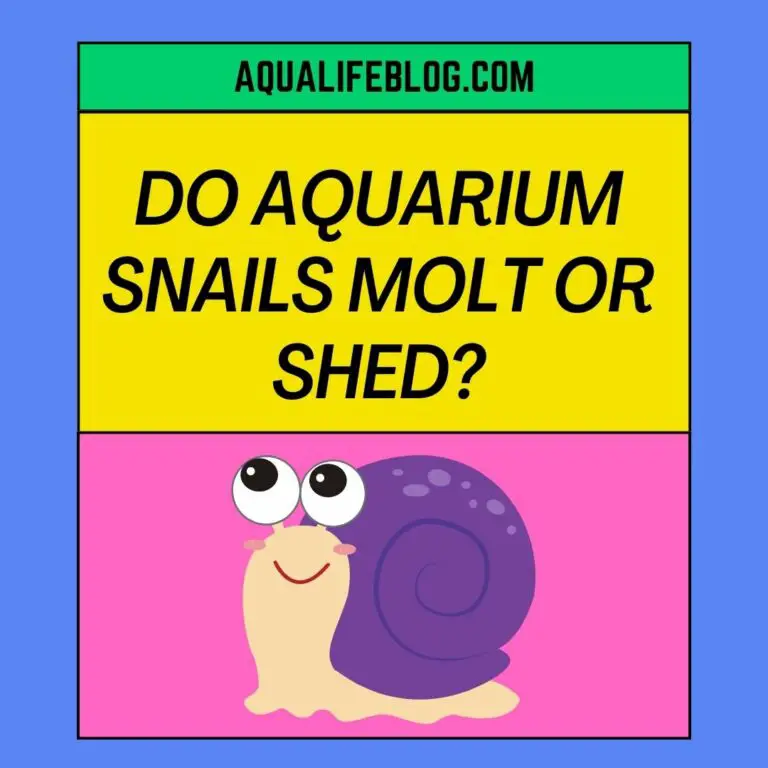 Can Nerite Snails Reproduce Asexually? ( Facts about Nerite Snail's