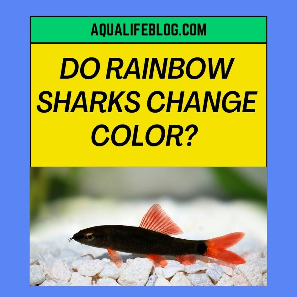 Do Rainbow Sharks Change Color