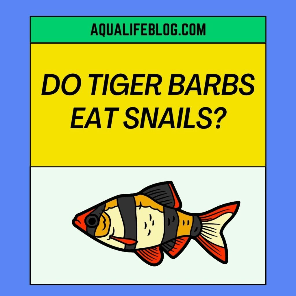 Do Tiger Barbs Eat Snails?