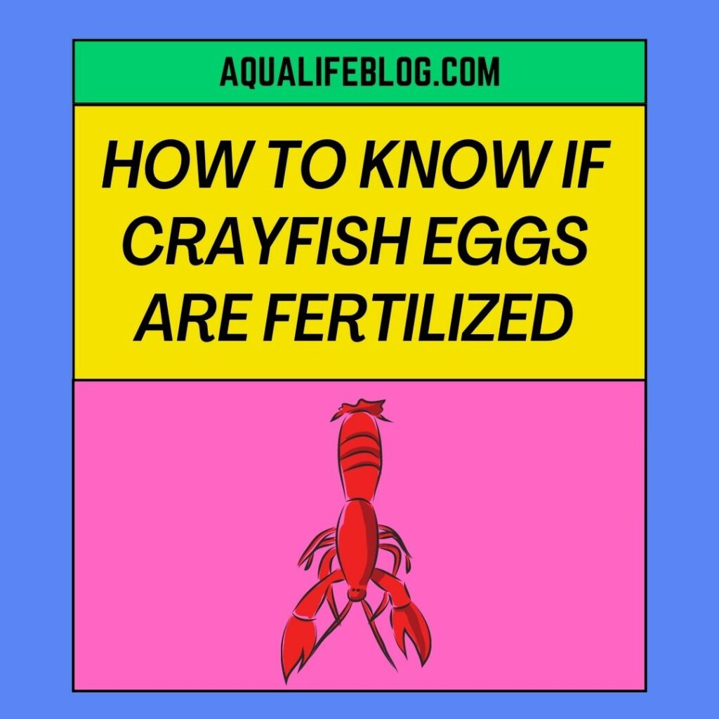 Crayfish Eggs Are Fertilized
