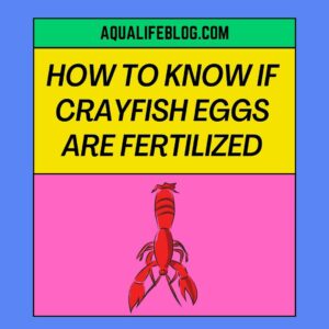 Crayfish Eggs Are Fertilized