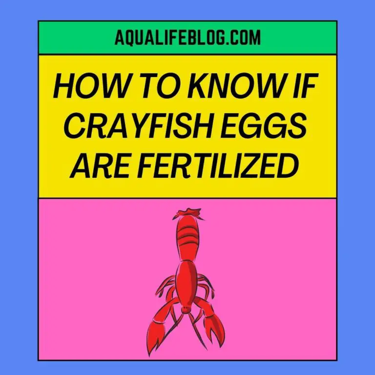 How To Know If Crayfish Eggs Are Fertilized?